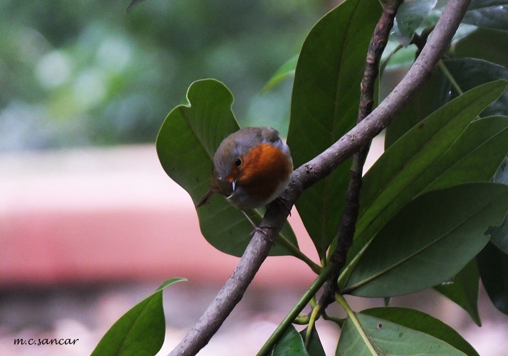 European Robin