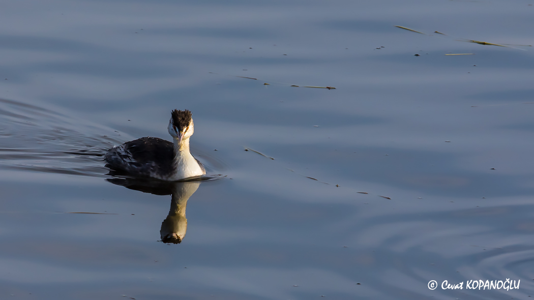 Great Crested Grebe