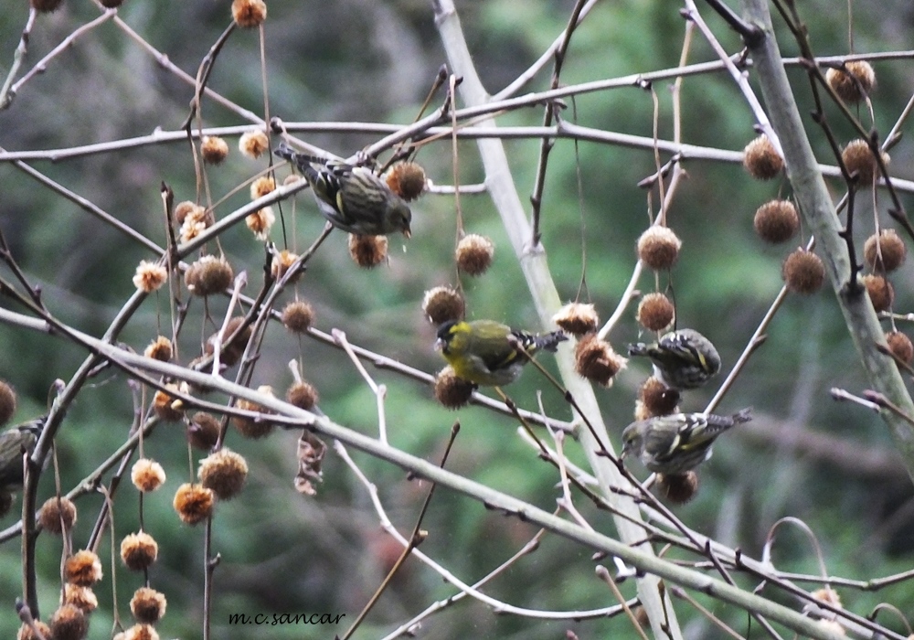 Eurasian Siskin