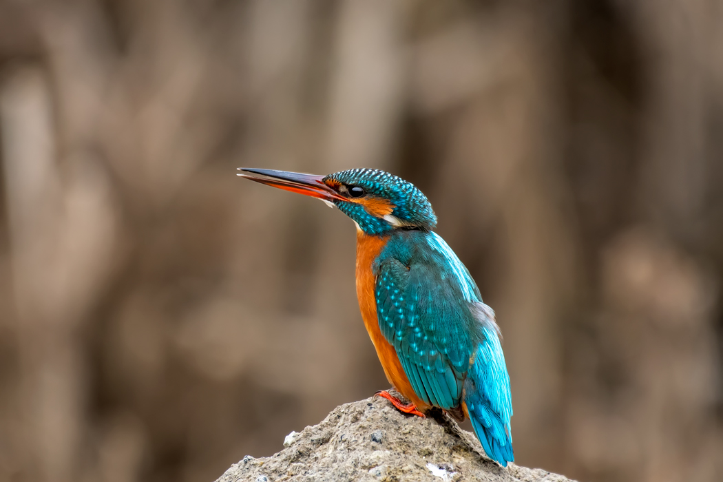 Common Kingfisher