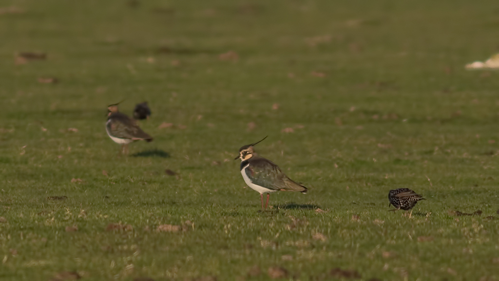Northern Lapwing