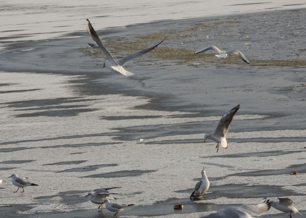Black-headed Gull