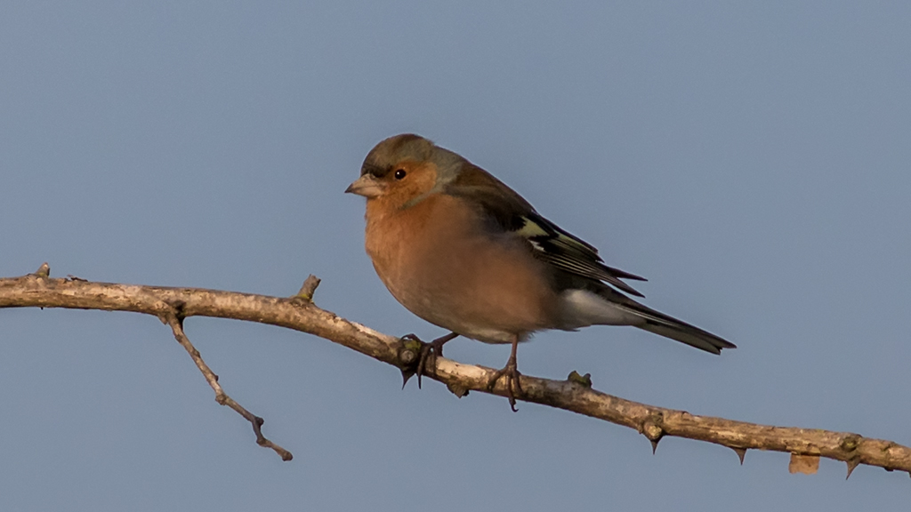 Eurasian Chaffinch
