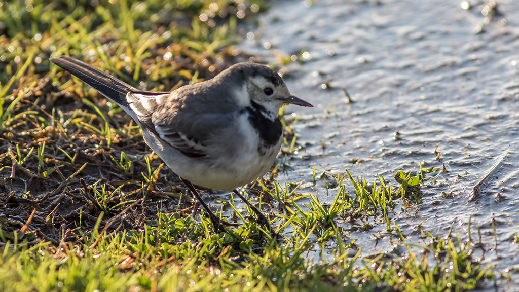 White Wagtail