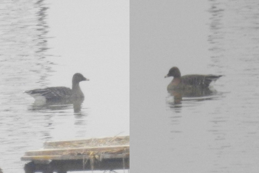 Tundra Bean Goose