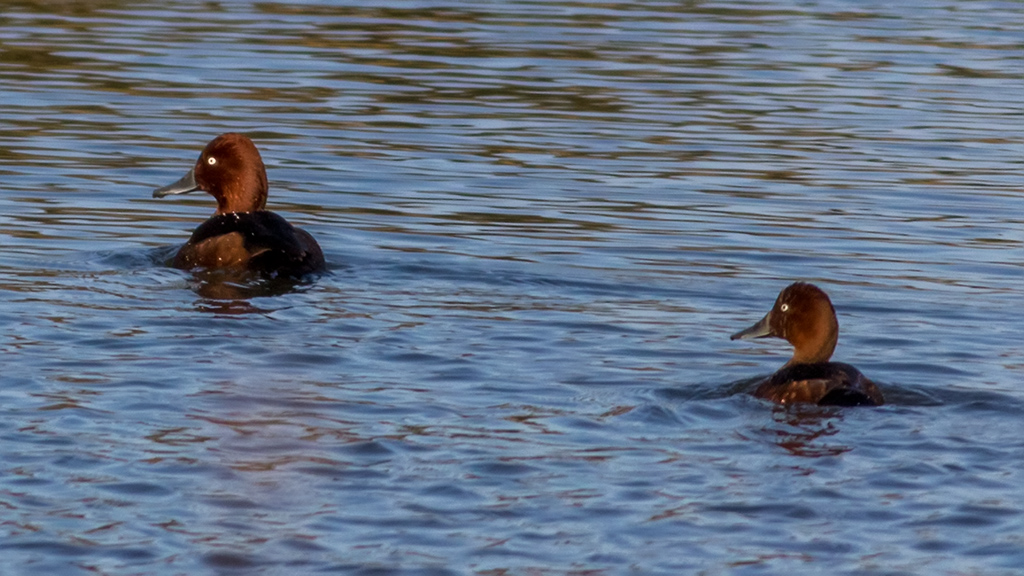Ferruginous Duck