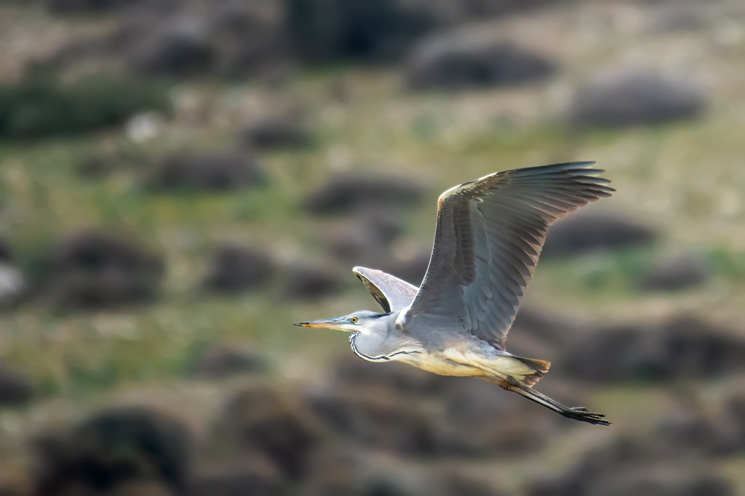 Grey Heron