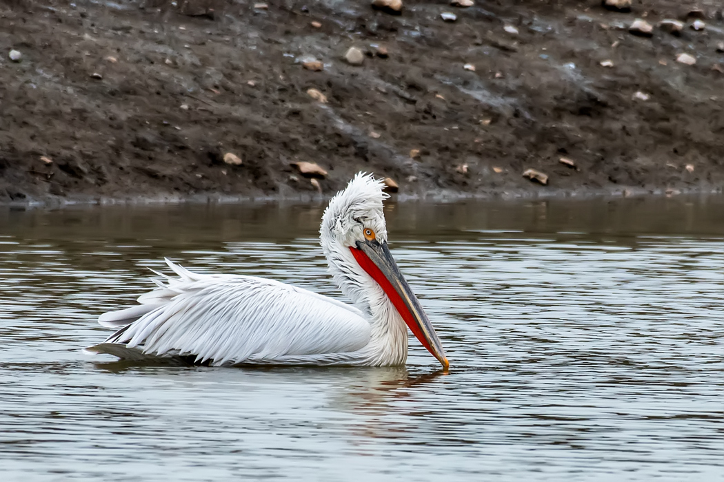 Dalmatian Pelican