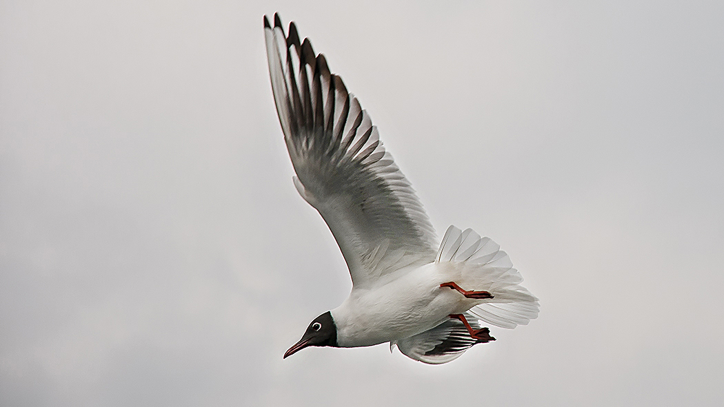 Black-headed Gull