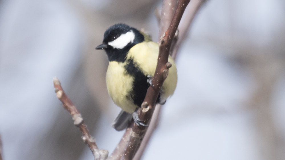 Great Tit