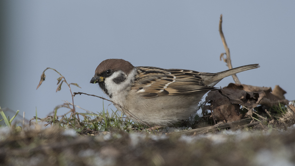 Eurasian Tree Sparrow