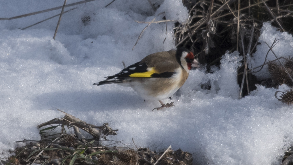 European Goldfinch