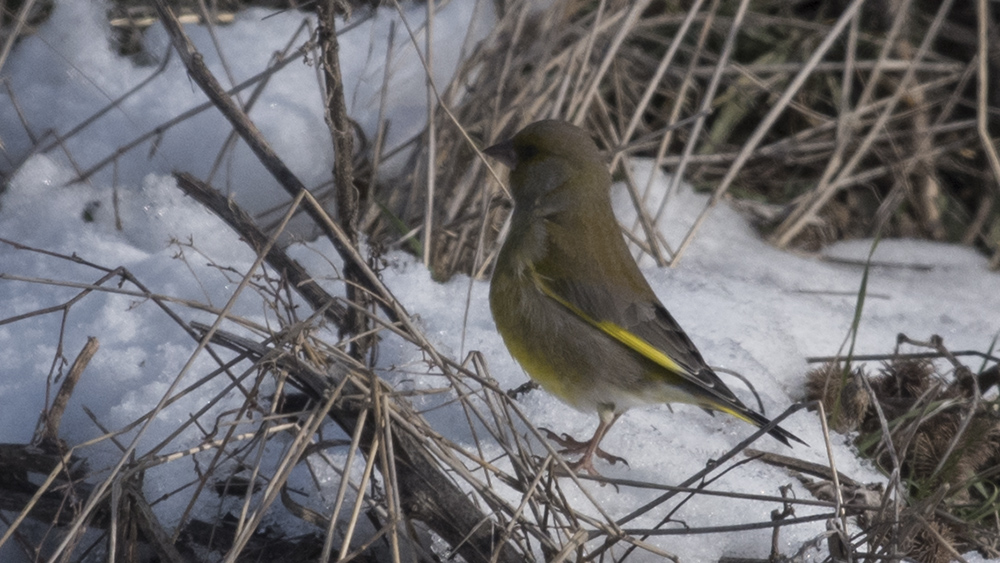 European Greenfinch