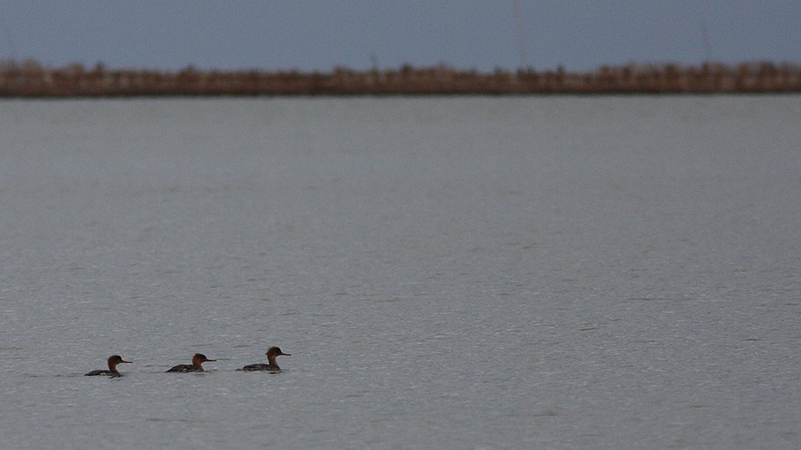 Red-breasted Merganser