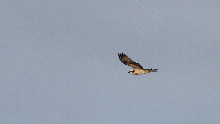 Osprey