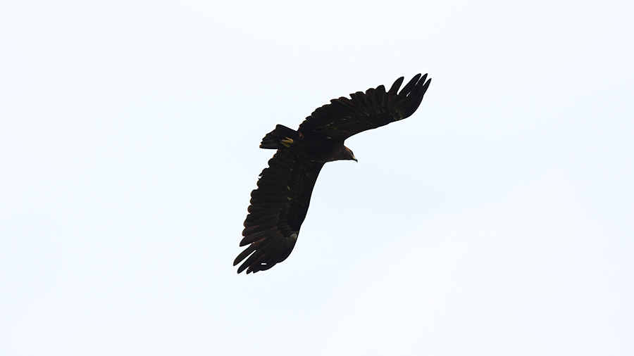 Greater Spotted Eagle