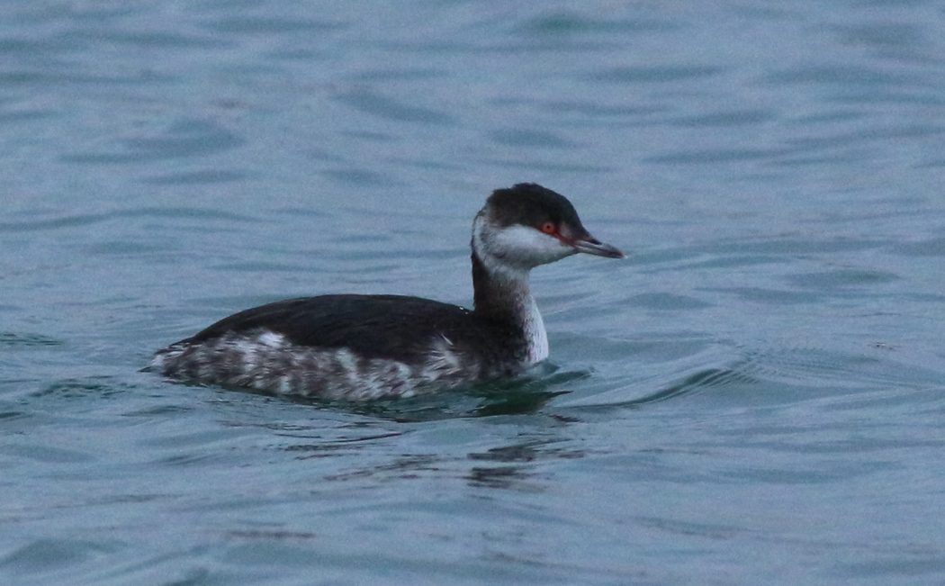 Horned Grebe