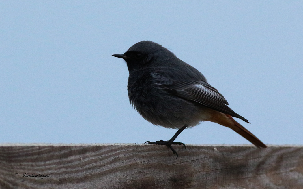 Black Redstart