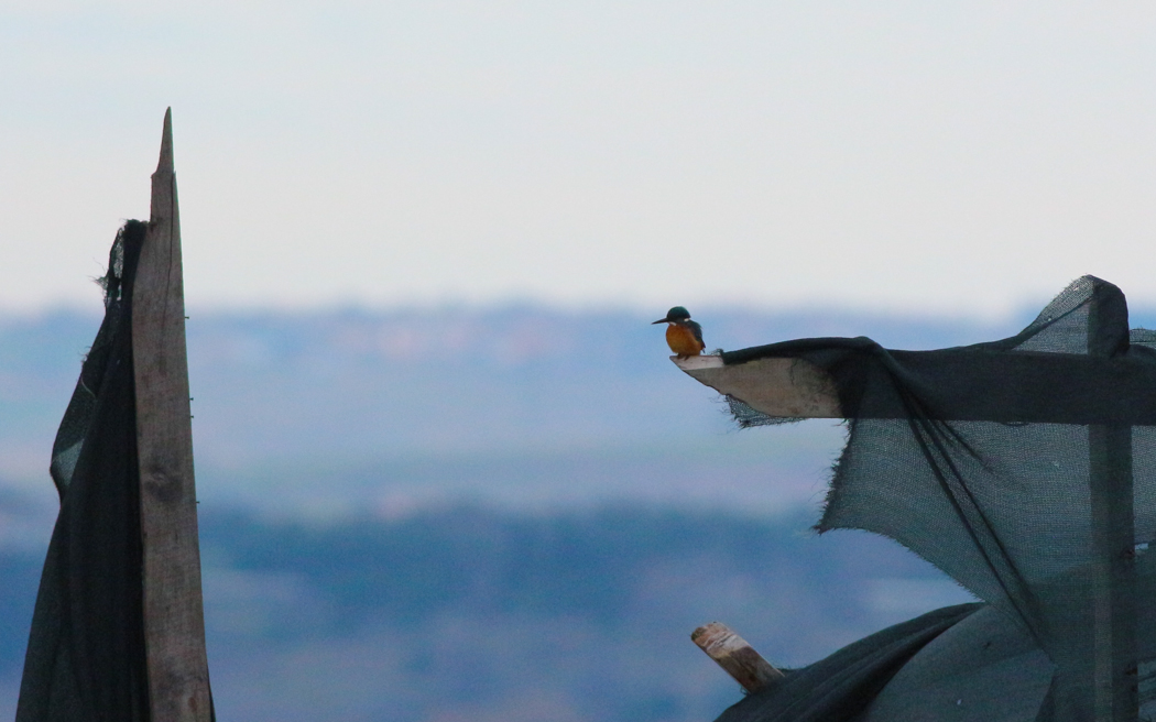 Common Kingfisher