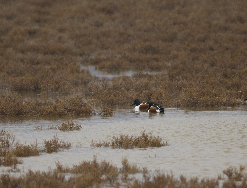 Northern Shoveler