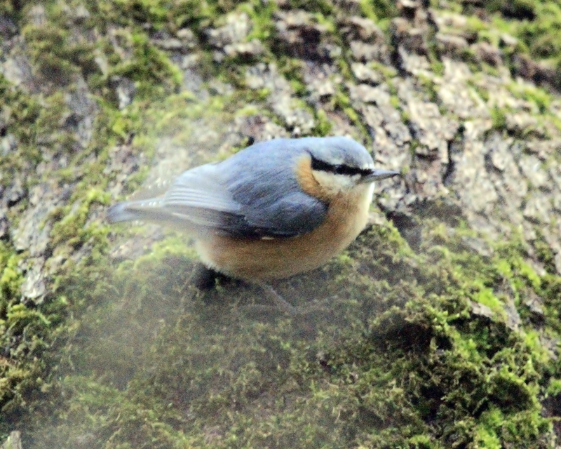 Eurasian Nuthatch
