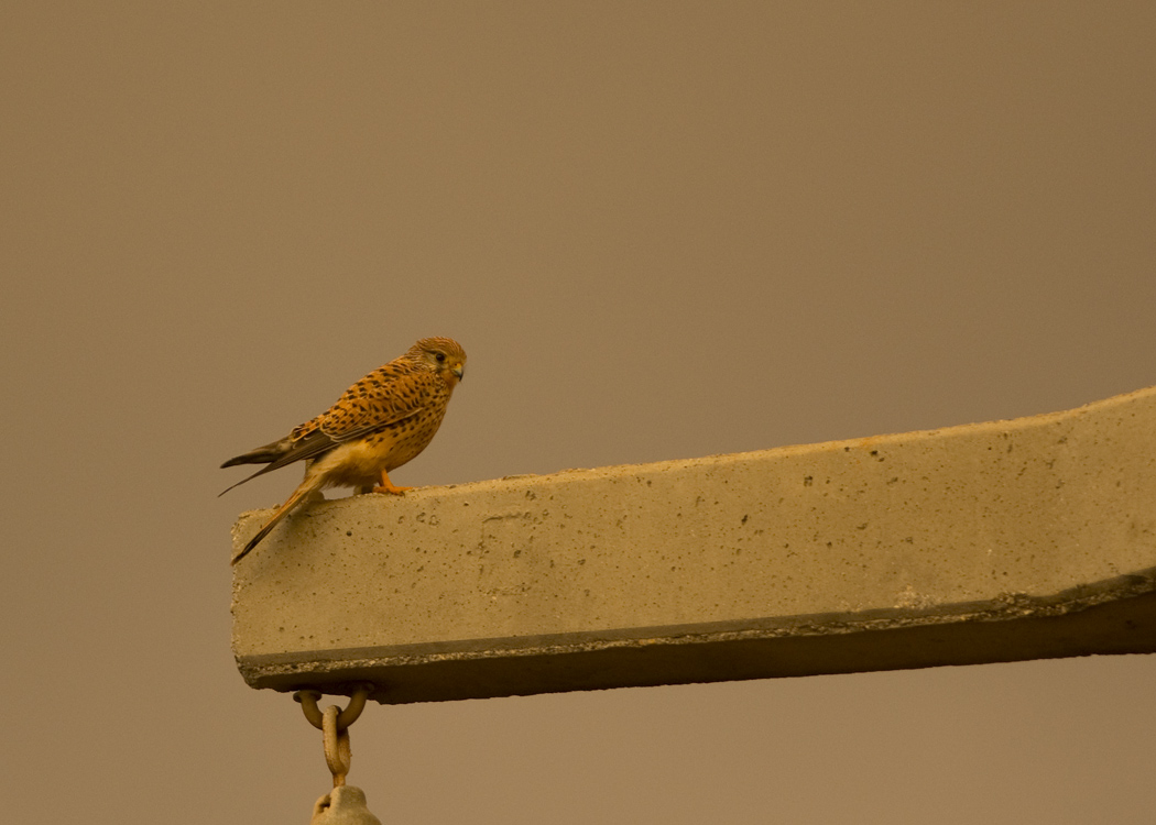Common Kestrel