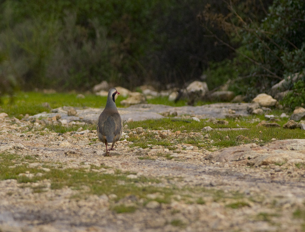 Chukar Partridge