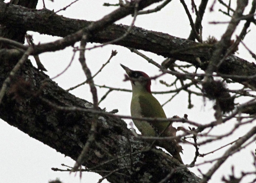 European Green Woodpecker