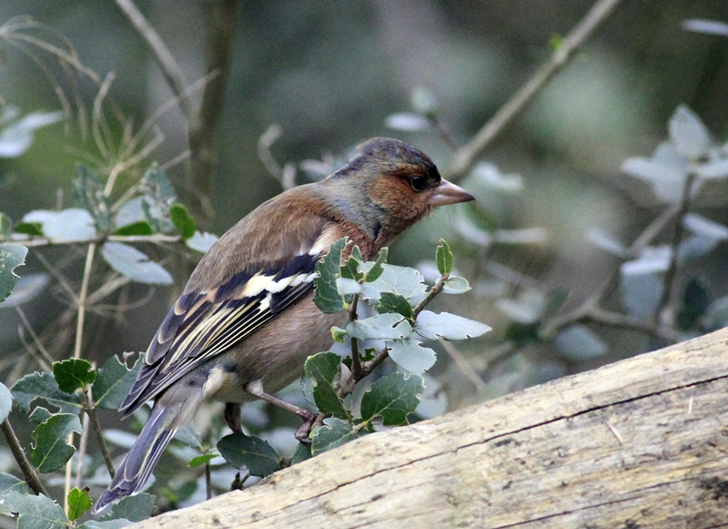 Eurasian Chaffinch