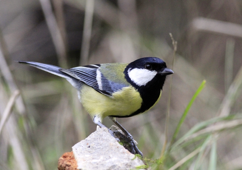 Great Tit