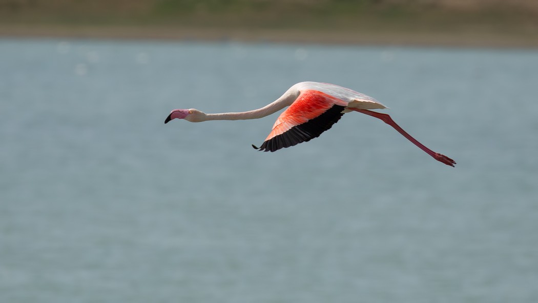 Greater Flamingo