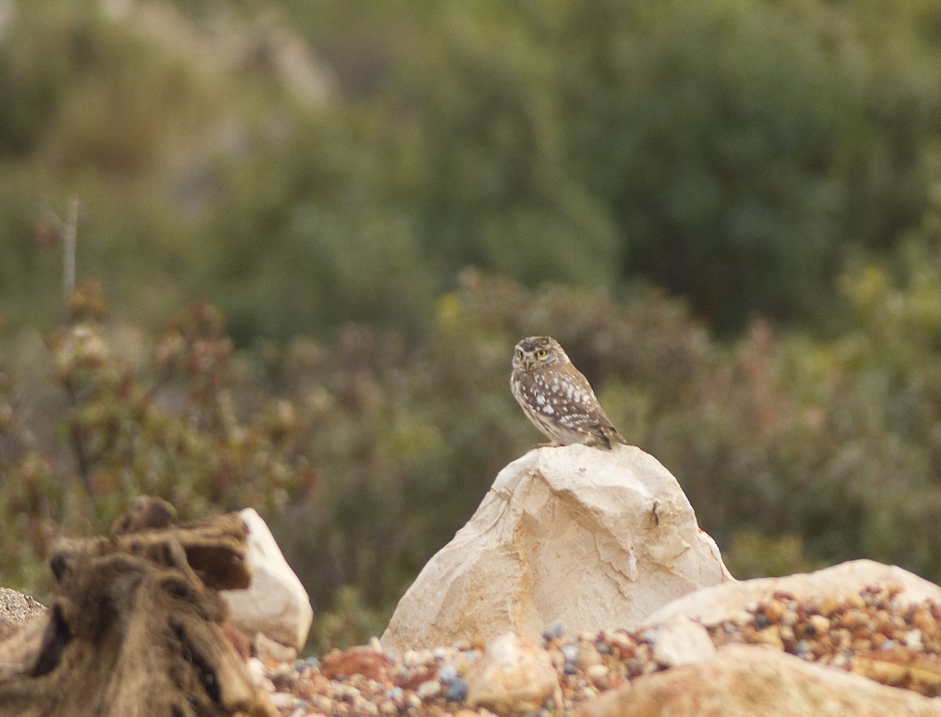 Little Owl