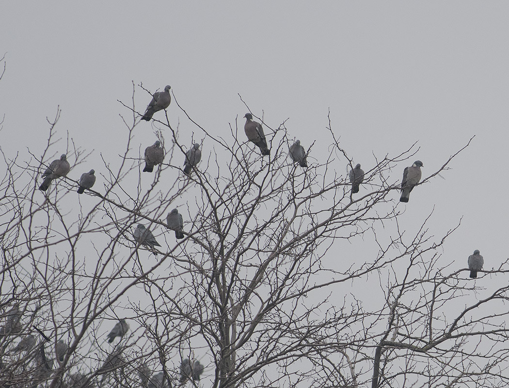 Common Wood Pigeon