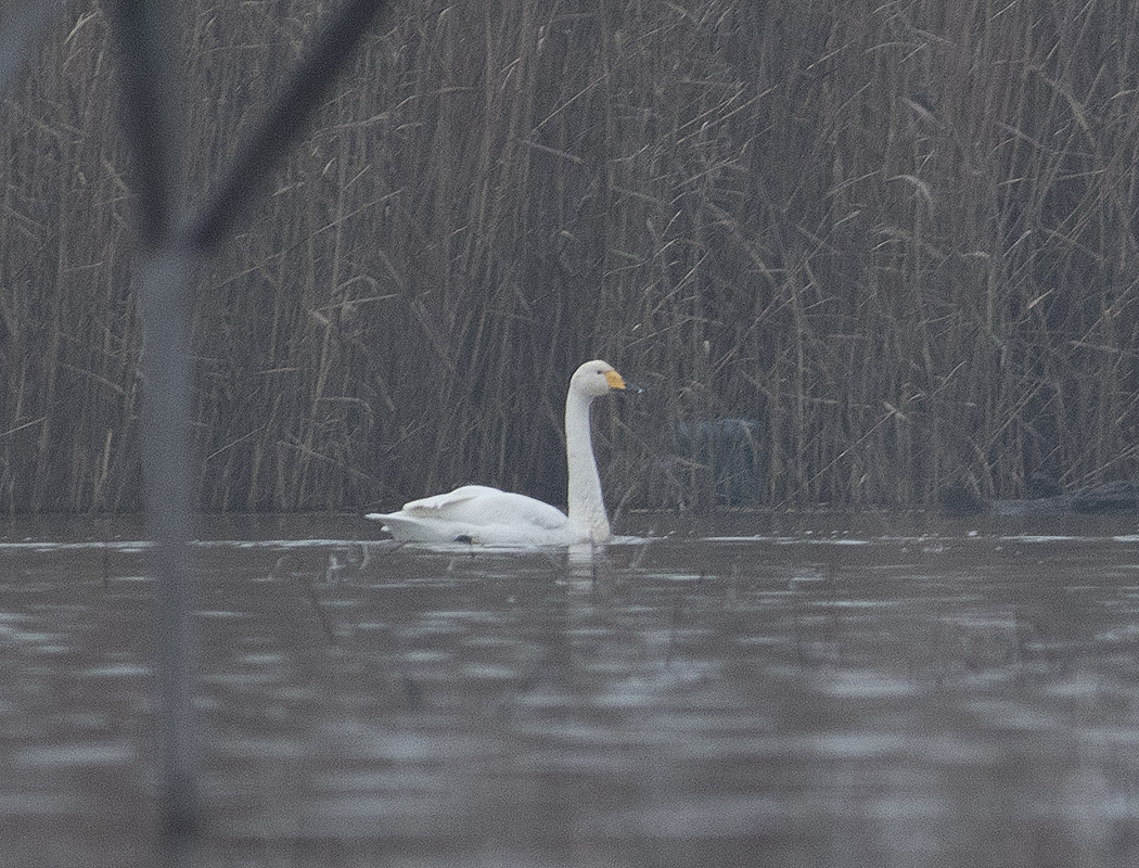 Whooper Swan