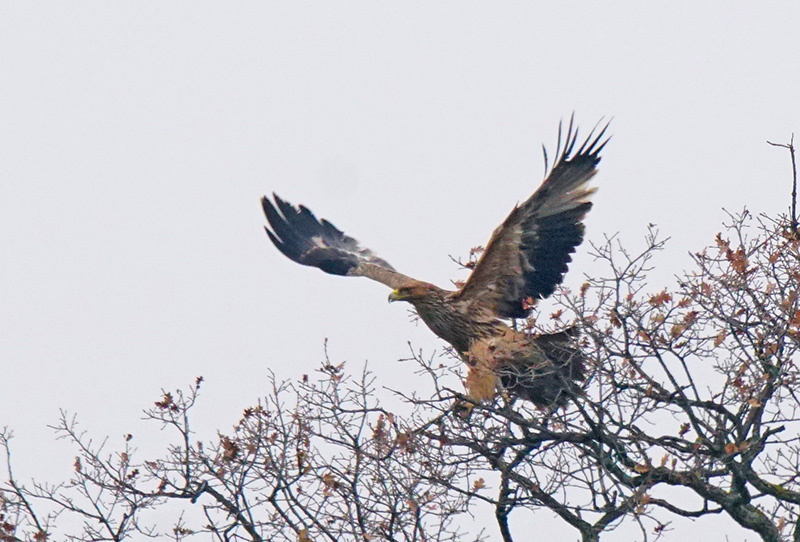 Eastern Imperial Eagle