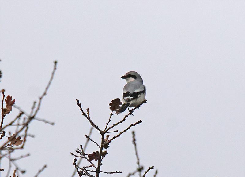 Great Grey Shrike