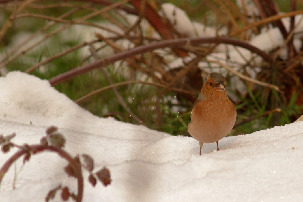 Eurasian Chaffinch