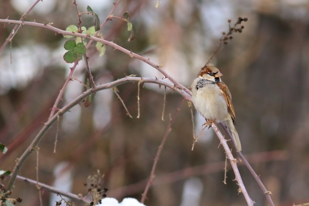House Sparrow