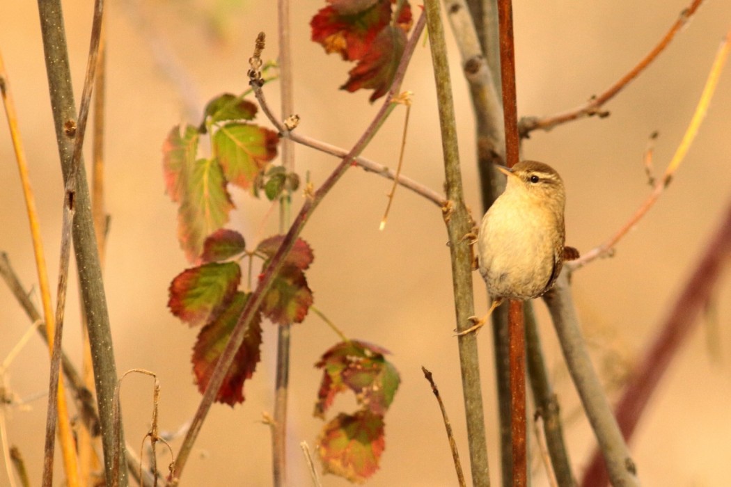Eurasian Wren
