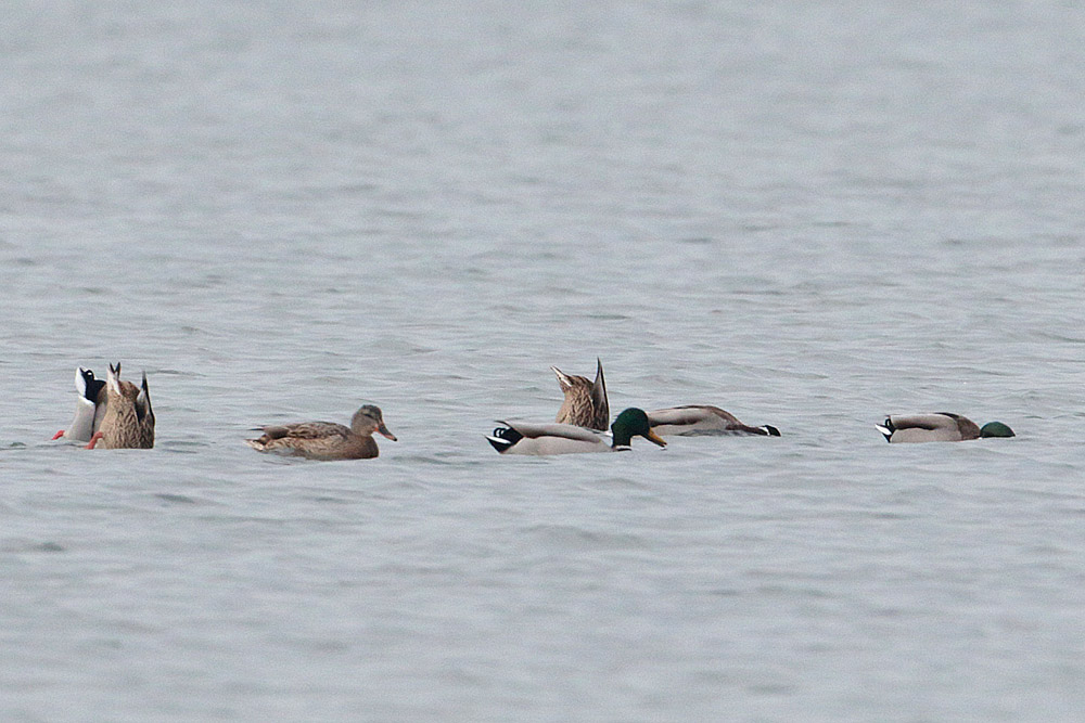 Mallard