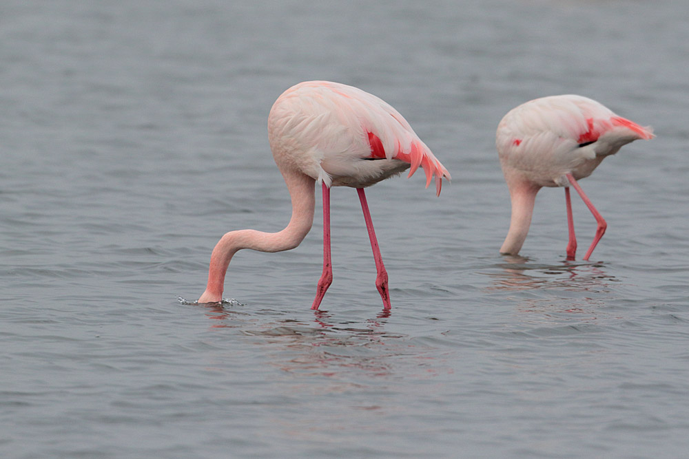 Greater Flamingo