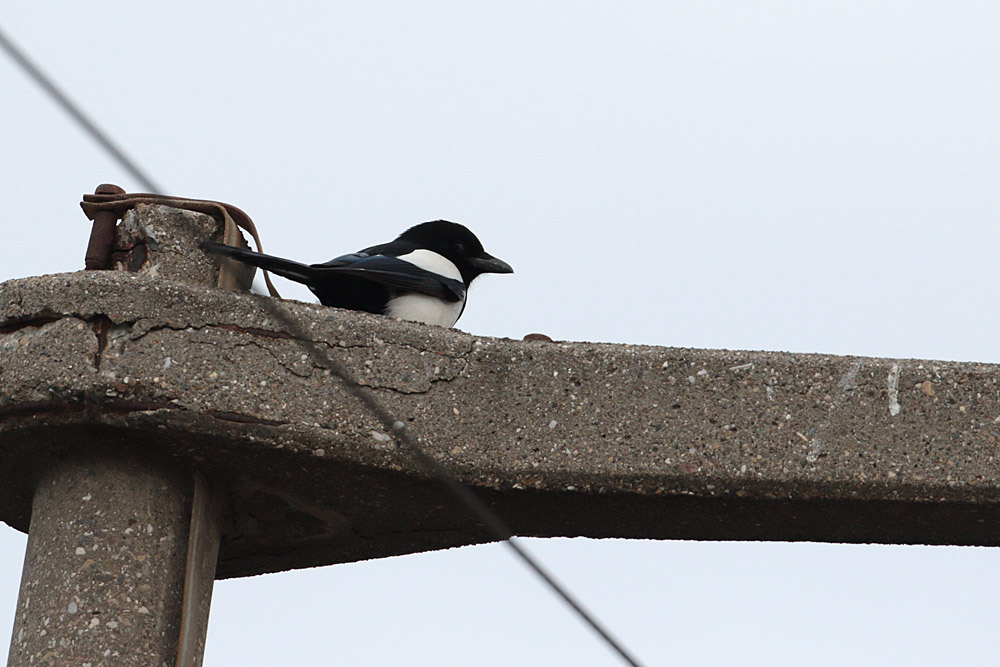 Eurasian Magpie