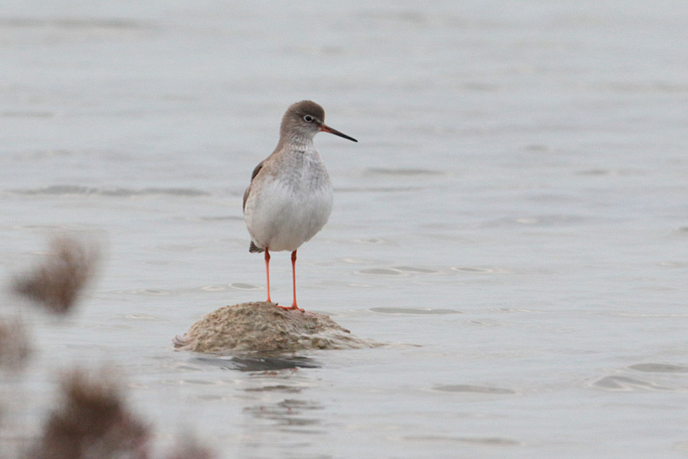 Common Redshank
