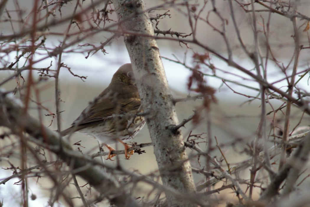 Song Thrush