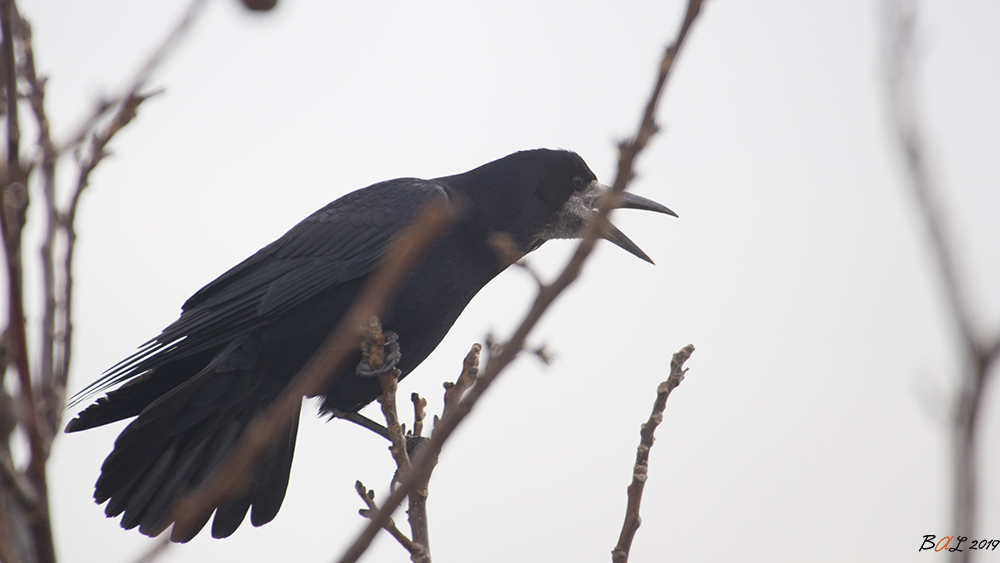 Rook