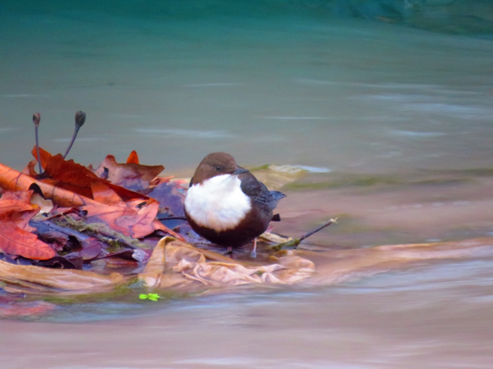 White-throated Dipper