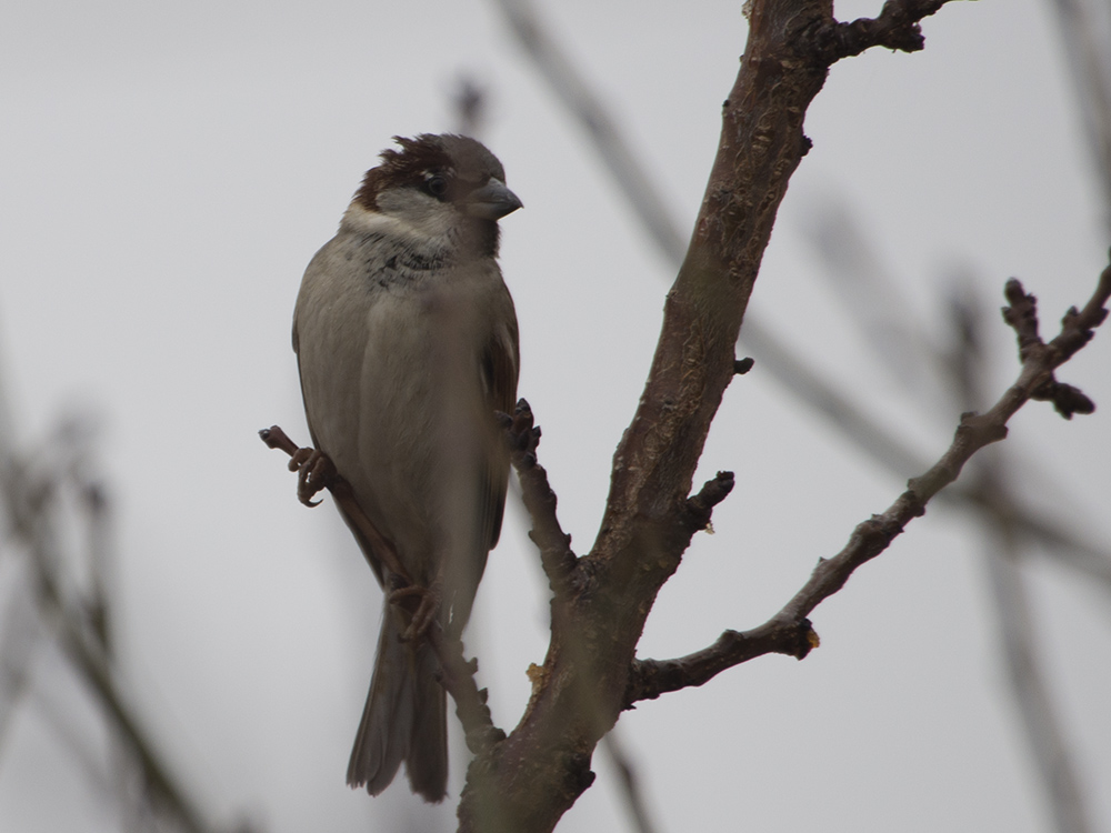 House Sparrow