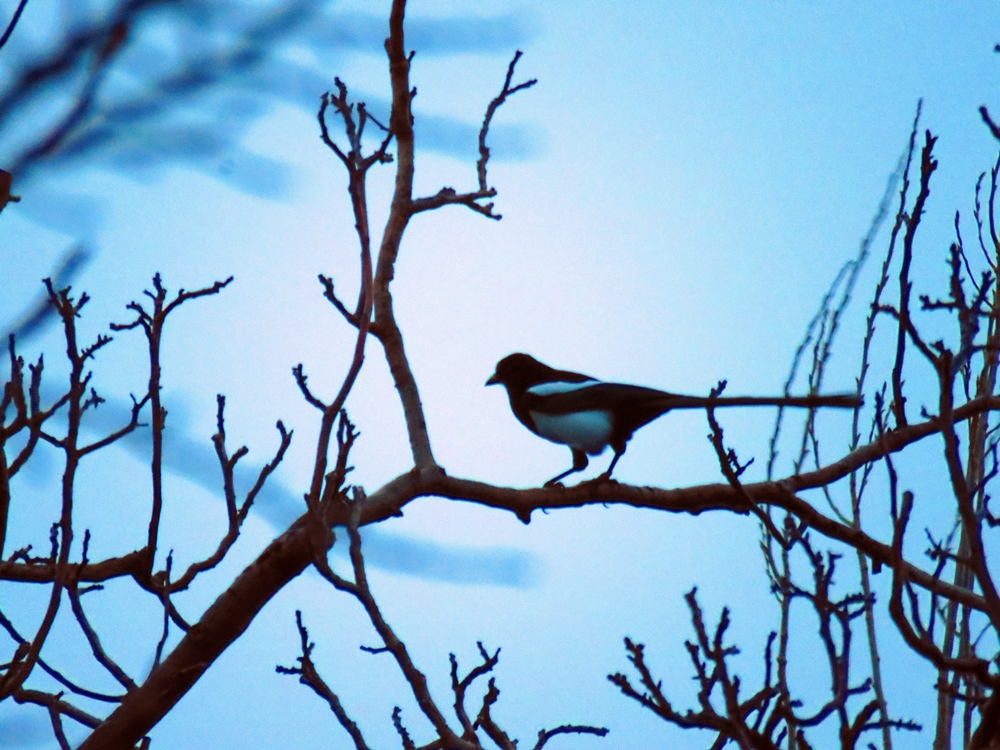 Eurasian Magpie