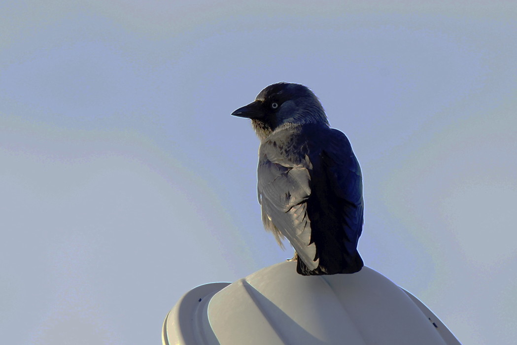 Western Jackdaw