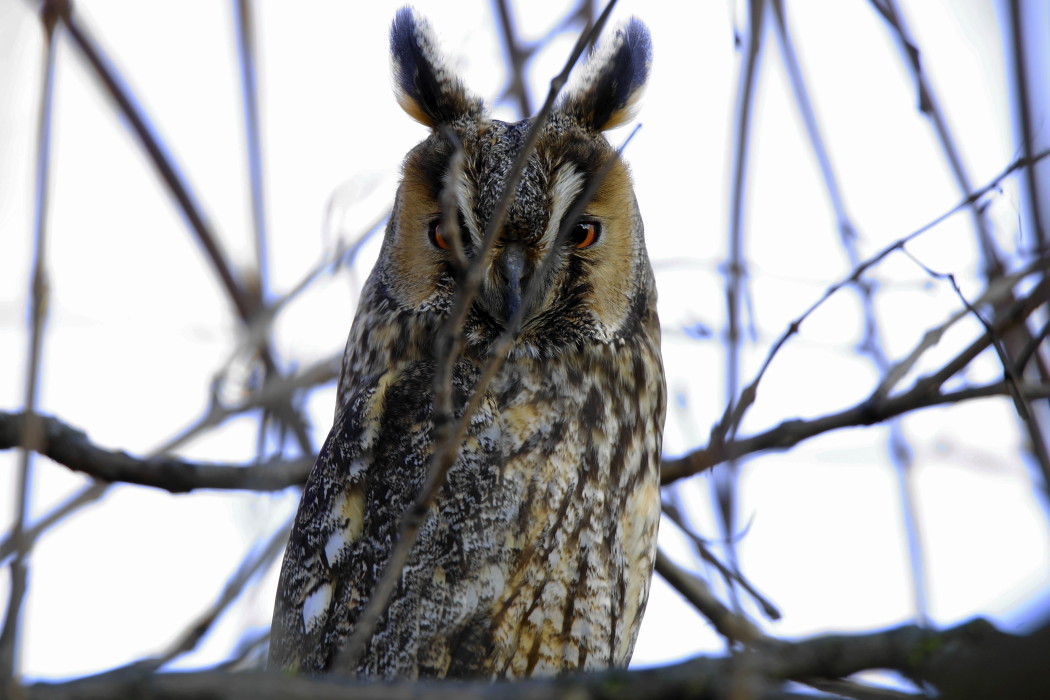 Long-eared Owl
